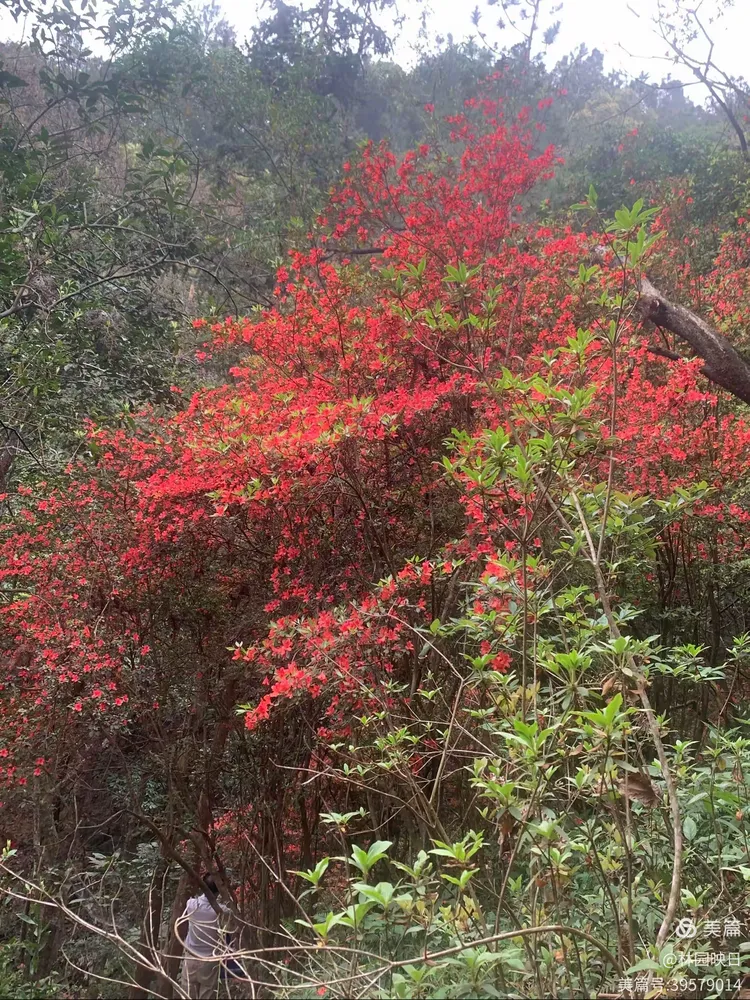 阳春三月揭西龙山风景区野生杜鹃花开了